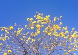 Ipê amarelo primavera chuvas