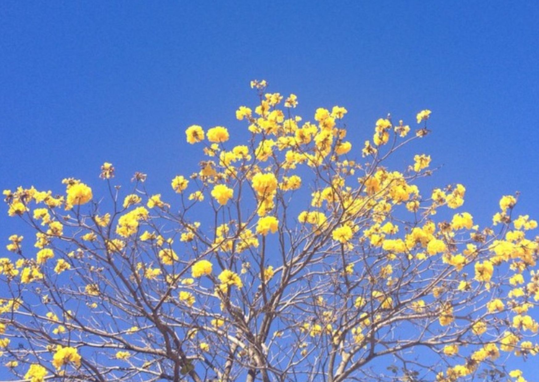 Primavera: frio e calor se misturam na estação mais florida do ano