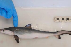 Fiocruz encontra tubarões contaminados com cocaína no Rio de Janeiro