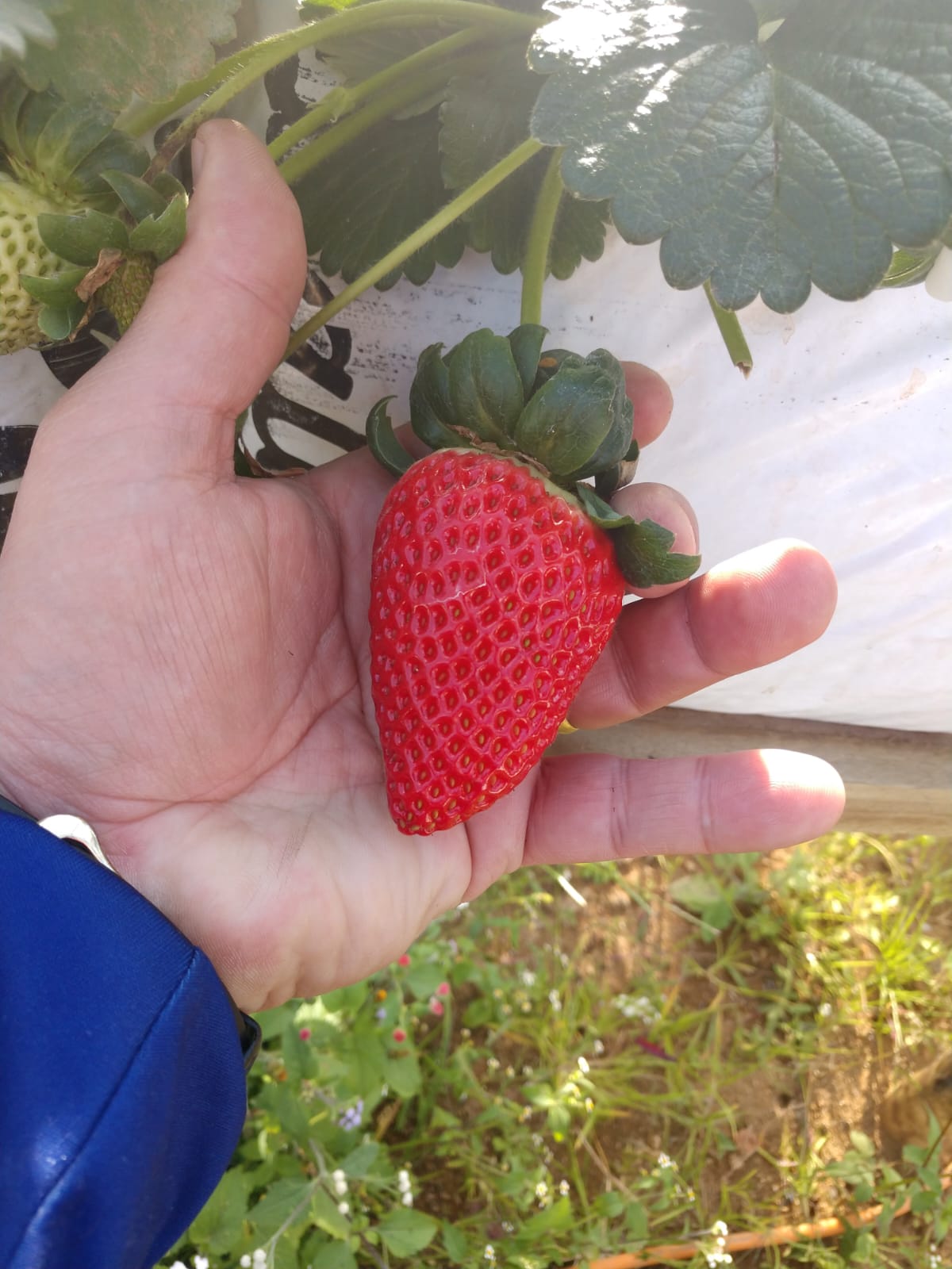 Pesquisadores do ES desenvolvem substrato para produção de morango