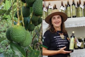 Produtora capixaba inicia exportação de abacate para a Argentina