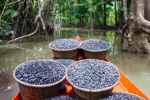 Como se produz, os benefícios e quais cuidados tomar ao consumir açaí