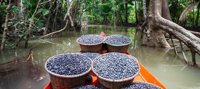 Como se produz, os benefícios e quais cuidados tomar ao consumir açaí