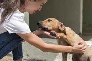 Justiça obriga cidade do ES a resgatar cachorros abandonados