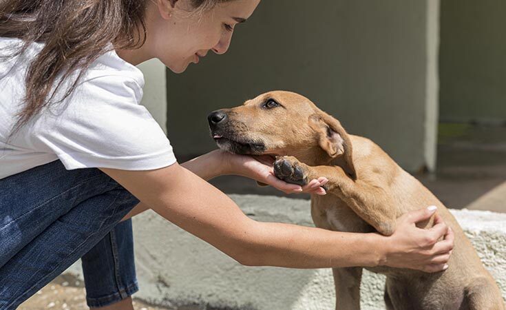 Justiça obriga cidade do ES a resgatar cachorros abandonados