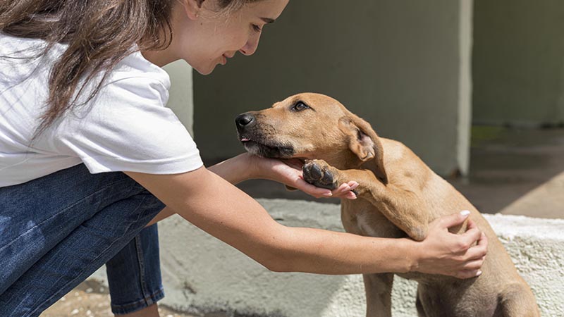 Justiça obriga cidade do ES a resgatar cachorros abandonados