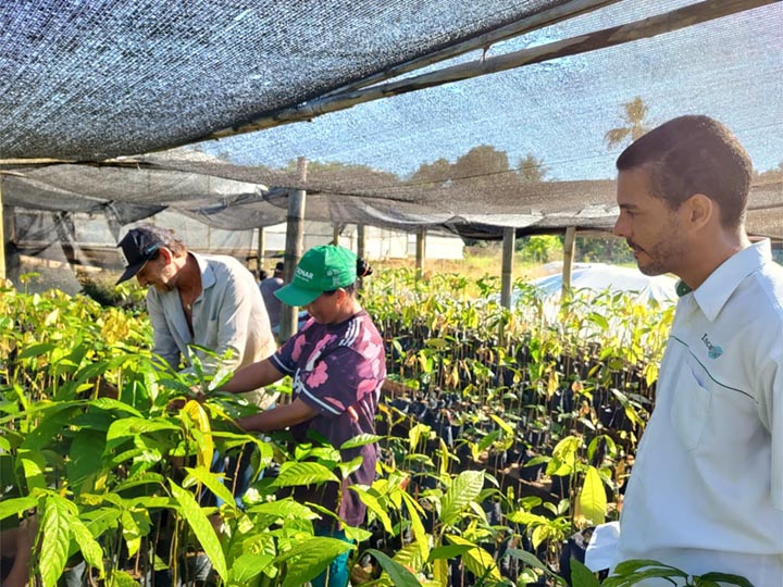 Família de Cachoeiro de Itapemirim inicia cultivo de cacau orgânico