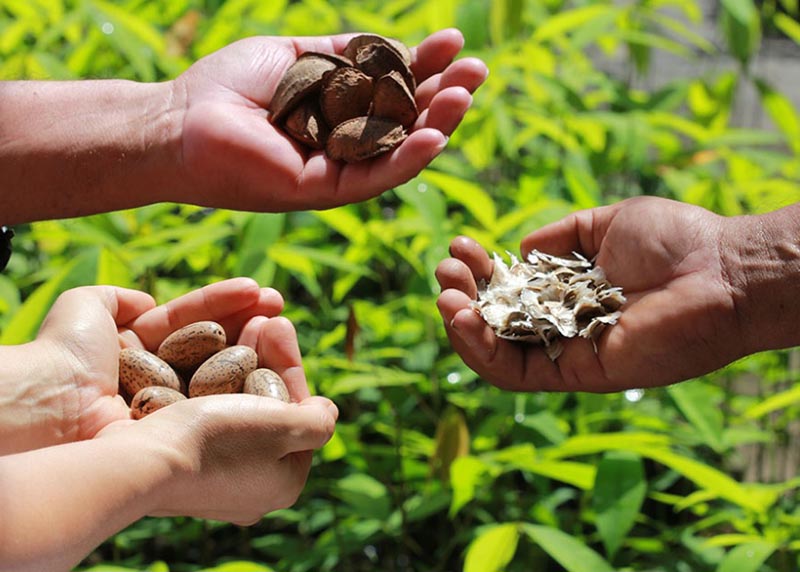 Falta de clareza sobre bioeconomia pode ser prejudicial à Amazônia