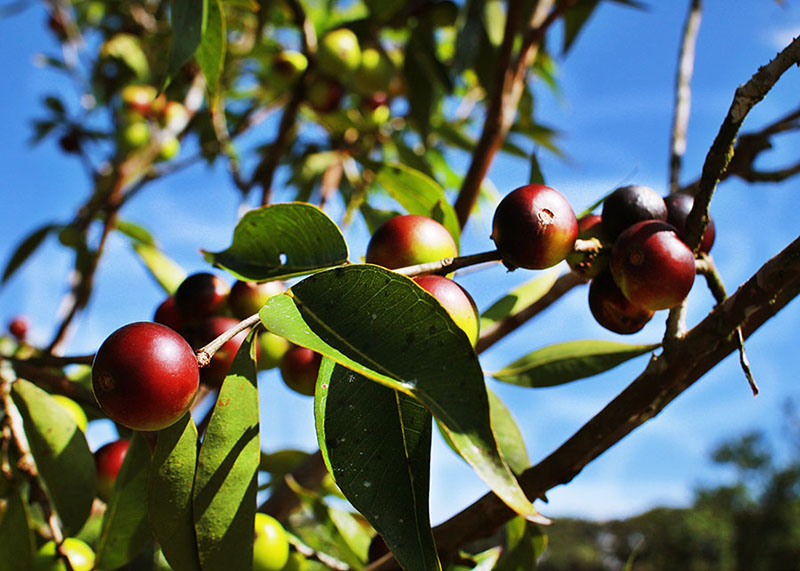 Conheça o camu-camu, fruto amazônico que deixa a farinha mais gostosa