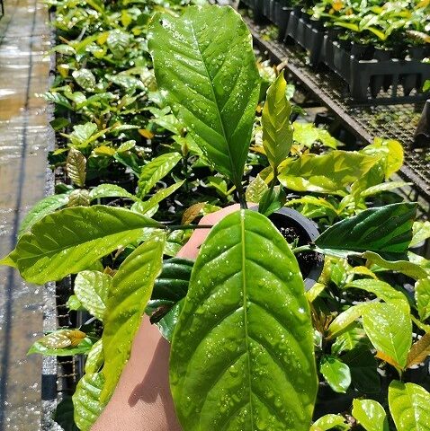 Aumento do cultivo de café deve ser visto com cautela