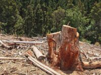 Desmatamento irregular de 2,5 hectares é identificado em Rio Bananal