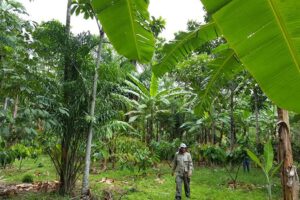 Evento on-line aborda Sistemas Agroflorestais no Espírito Santo