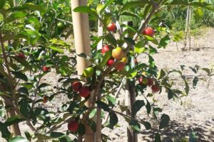 Pesquisa avalia novas variedades de acerola para plantio no ES