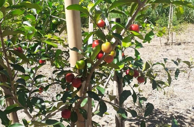 Pesquisa avalia novas variedades de acerola para plantio no ES