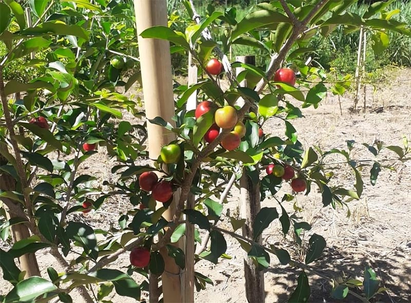 Pesquisa avalia novas variedades de acerola para plantio no ES