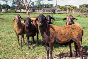 Presença de algumas proteínas indica resistência de ovinos a verminose