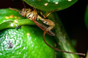 Veja as regiões do Brasil com maior risco de novas pragas agrícolas