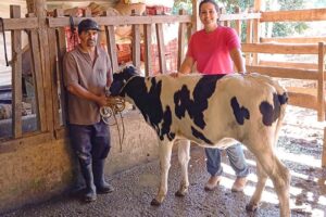 Inseminação artificial impulsiona produção de leite no Espírito Santo