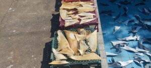 ibama-barbatanas de tubarão