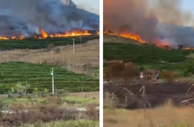 Incêndio atinge área próxima a cafezal em Mantenópolis