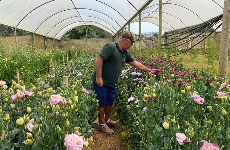 Primavera fluminense: Estado se destaca na produção de flores de corte