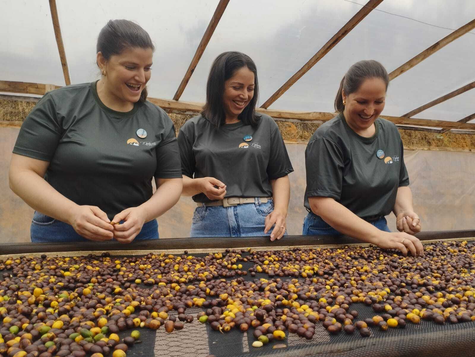 A história das três Anas dos cafés especiais do Caparaó Capixaba