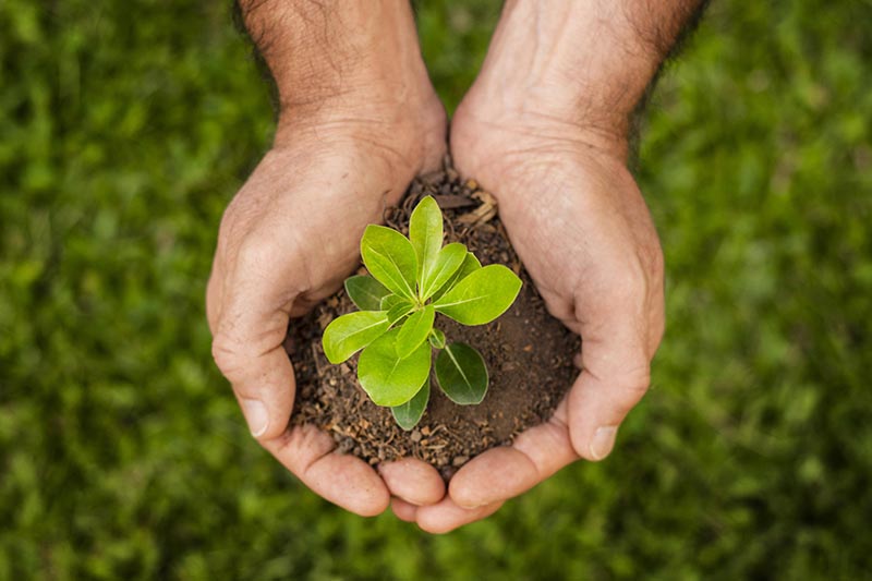 Feira promete dar propulsão ao ecossistema agroflorestal em Alegre