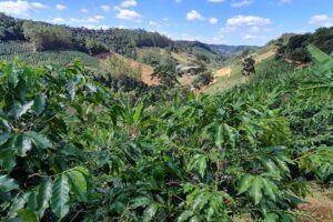 Cecafé e Solidaridad promoverão sustentabilidade na cafeicultura