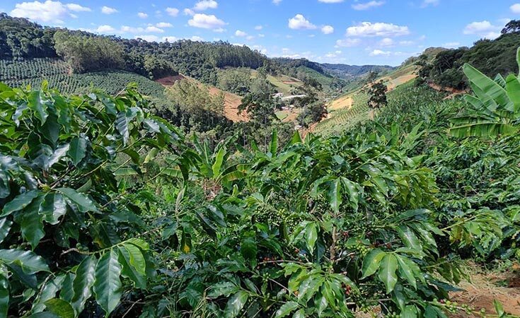 Cecafé e Solidaridad promoverão sustentabilidade na cafeicultura