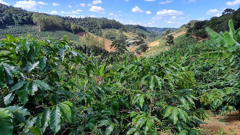 Cecafé e Solidaridad promoverão sustentabilidade na cafeicultura