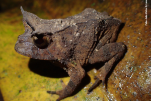 Sapinho ameaçado de extinção é localizado e mapeado na Mata Atlântica