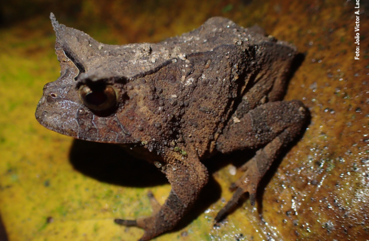 Sapinho ameaçado de extinção é localizado e mapeado na Mata Atlântica