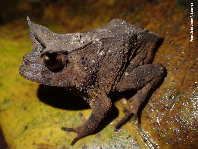 Sapinho ameaçado de extinção é localizado e mapeado na Mata Atlântica