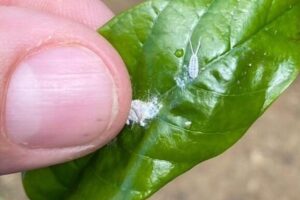 Pragas emergentes do cafeeiro são temas de Simpósio no Ifes Colatina