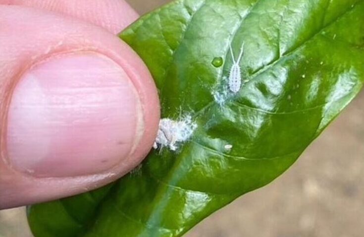 Pragas emergentes do cafeeiro são temas de Simpósio no Ifes Colatina