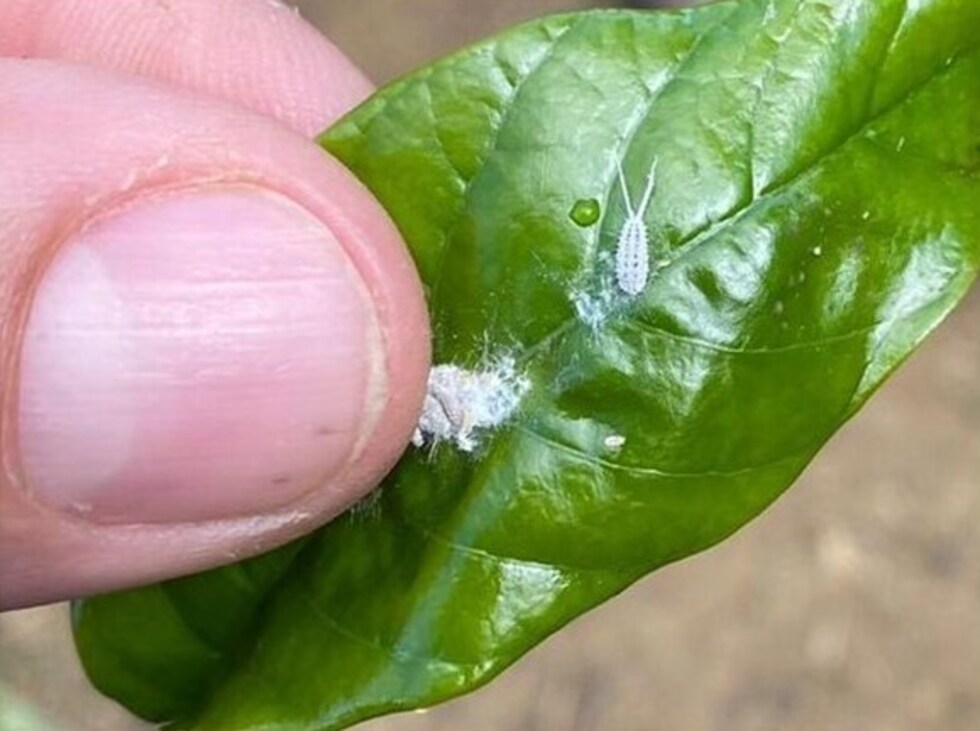 Pragas emergentes do cafeeiro são temas de Simpósio no Ifes Colatina