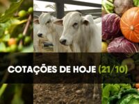 Confira as cotações do café, boi e hortifruti de 21 de outubro