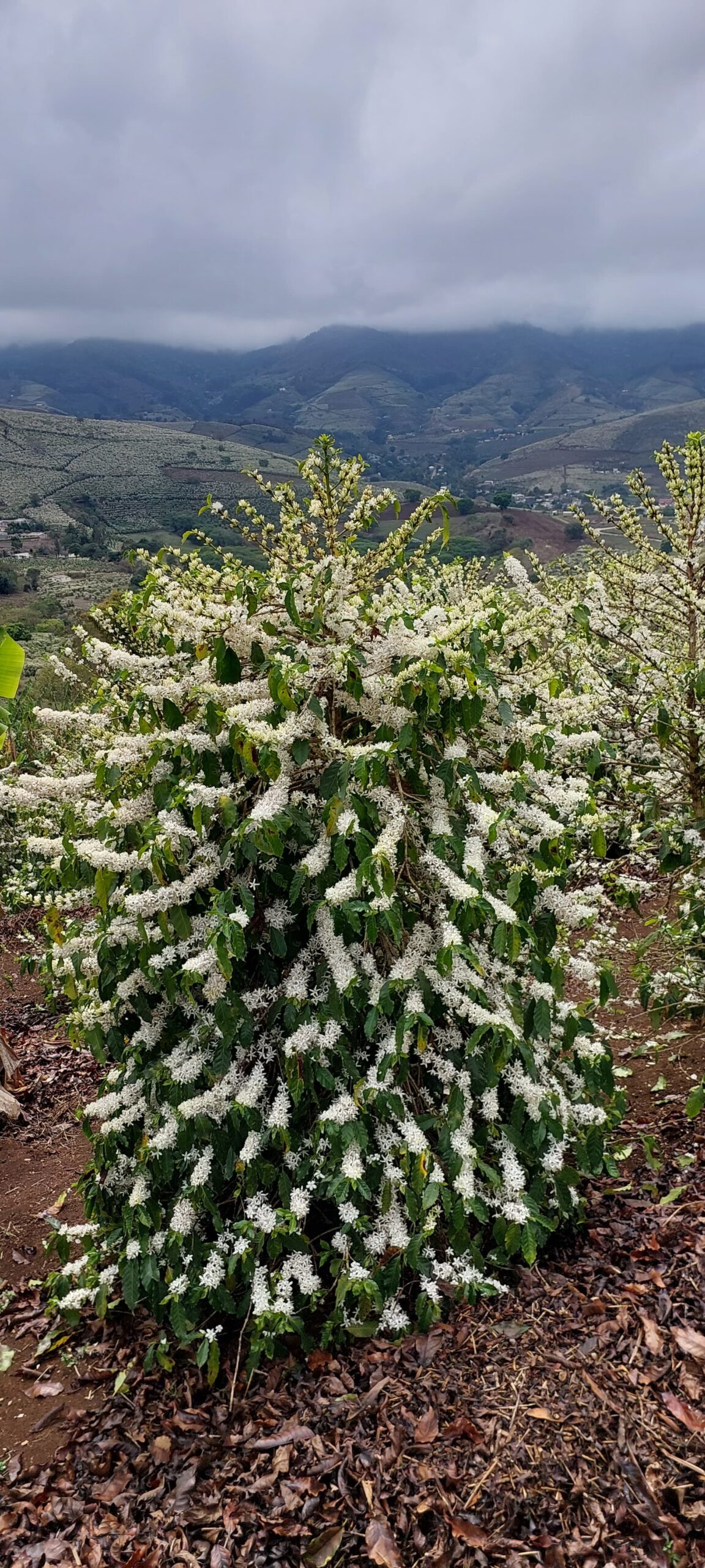 café florada cafezal