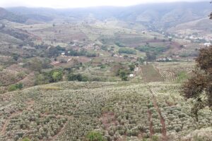 Nevou no cafezal! Florada encanta e traz esperança de boa safra