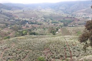 Nevou no cafezal! Florada encanta e traz esperança de boa safra