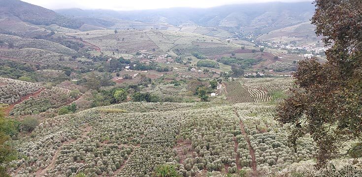 Nevou no cafezal! Florada encanta e traz esperança de boa safra