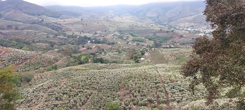 Nevou no cafezal! Florada encanta e traz esperança de boa safra