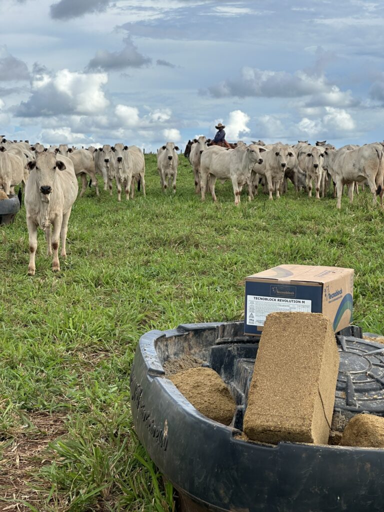 barra de cereal gado