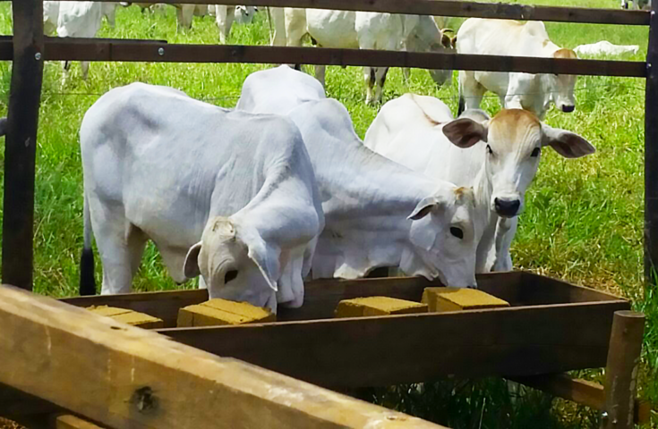 Boi lambeu: barra de cereal oferece nutrientes essenciais para o gado