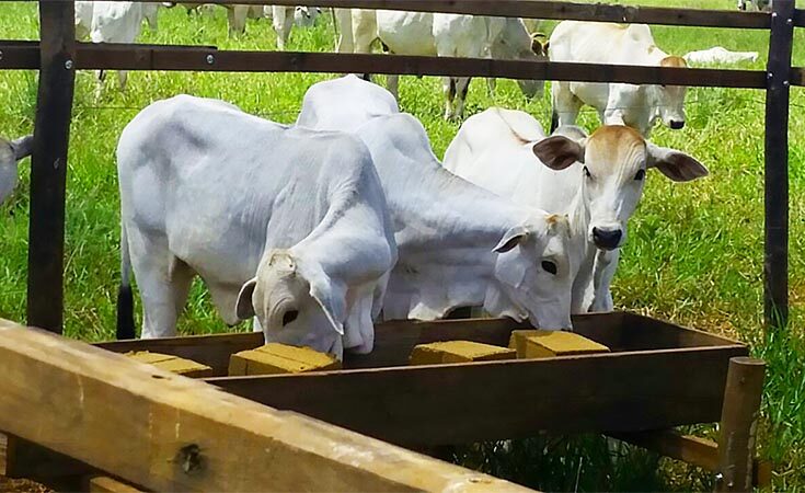 Boi lambeu: barra de cereal oferece nutrientes essenciais para o gado