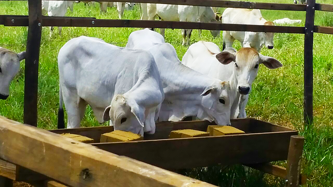 Boi lambeu: barra de cereal oferece nutrientes essenciais para o gado