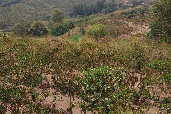 Sul de Minas colhe cafés miúdos após seca e calor acima da média