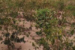 Sul de Minas colhe cafés miúdos após seca e calor acima da média