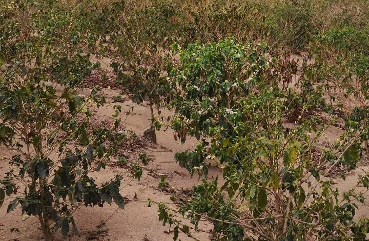 Sul de Minas colhe cafés miúdos após seca e calor acima da média