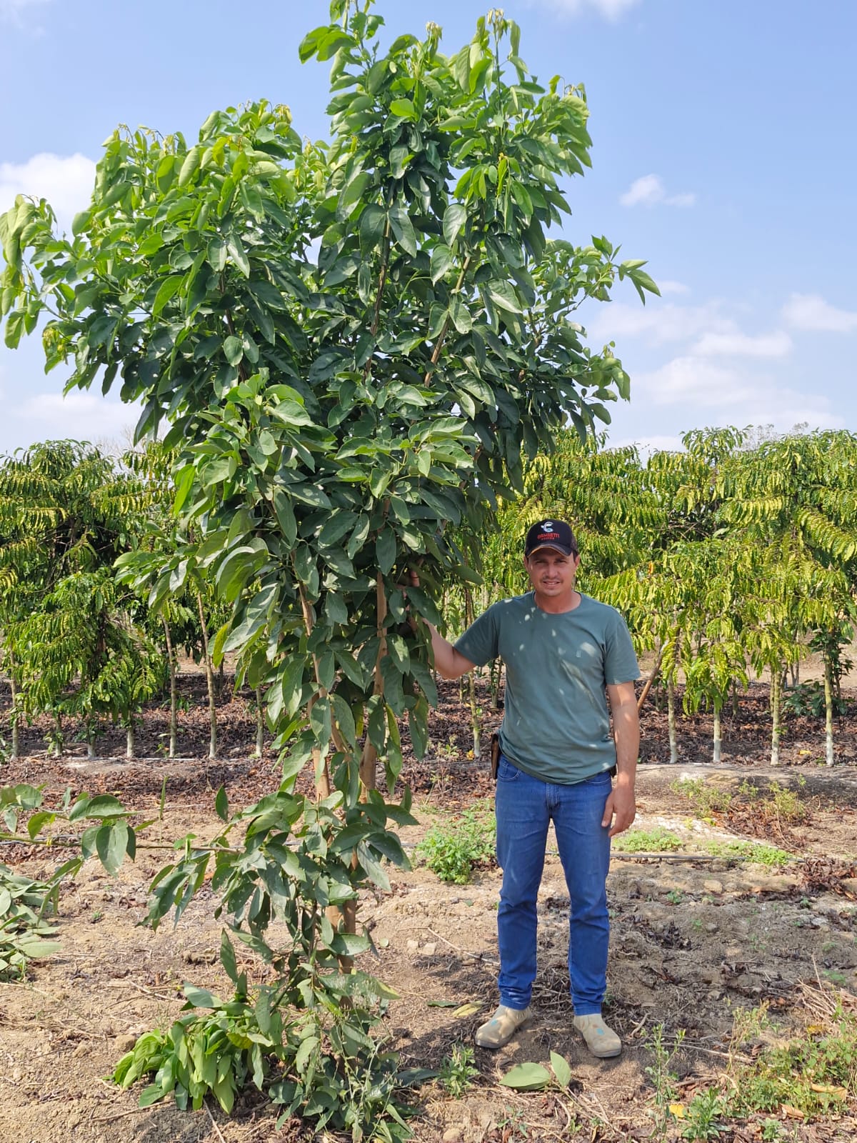 Café sustentável: zero glifosato, menos herbicida e mais grana